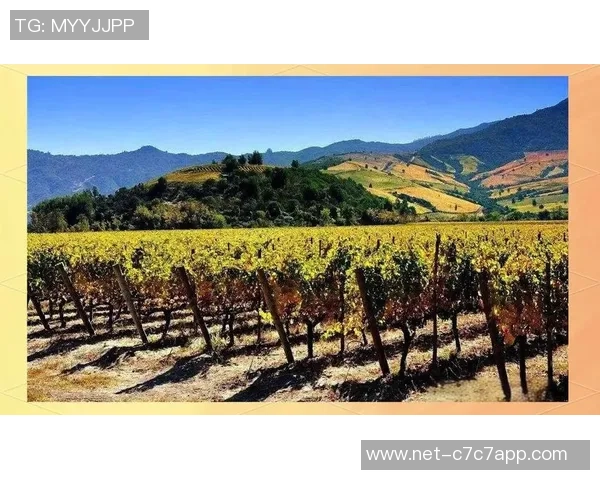 智力大学与科尔查瓜的精彩对决揭示足球战术与团队协作的魅力